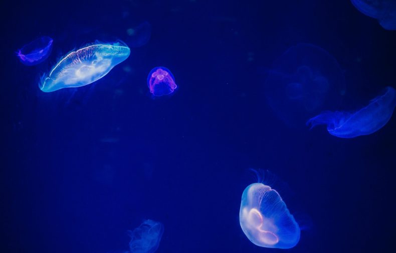 Luminous Lagoon